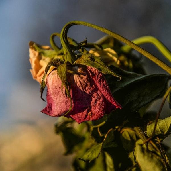 Wilted red rose (cropped)