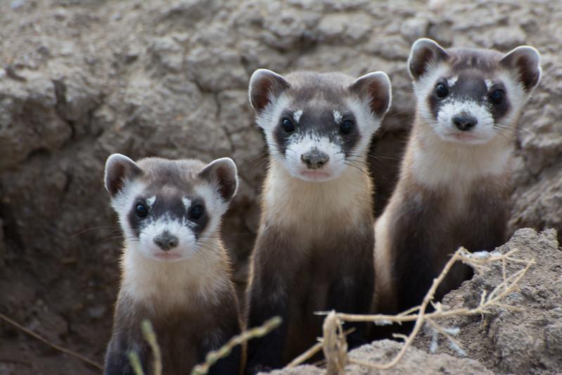 Black-footed ferrets