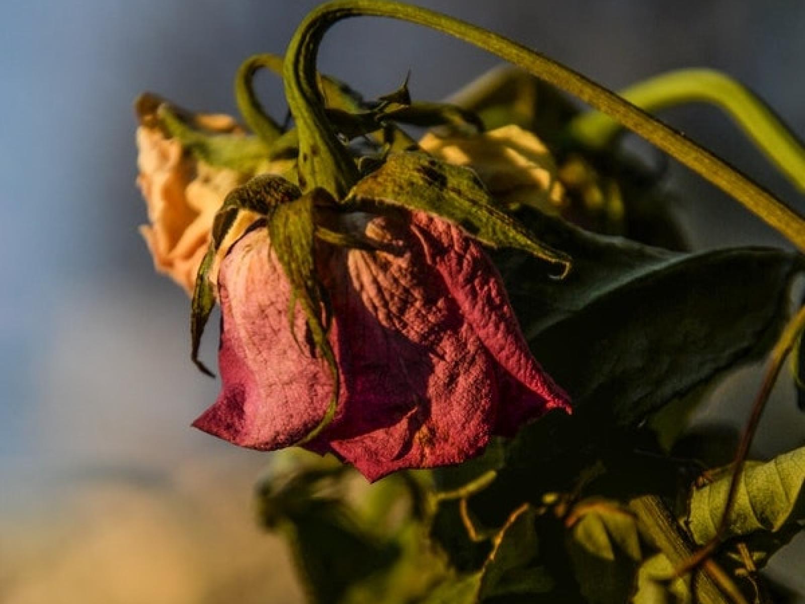 Wilted red rose (cropped) Wilted red rose (cropped)
