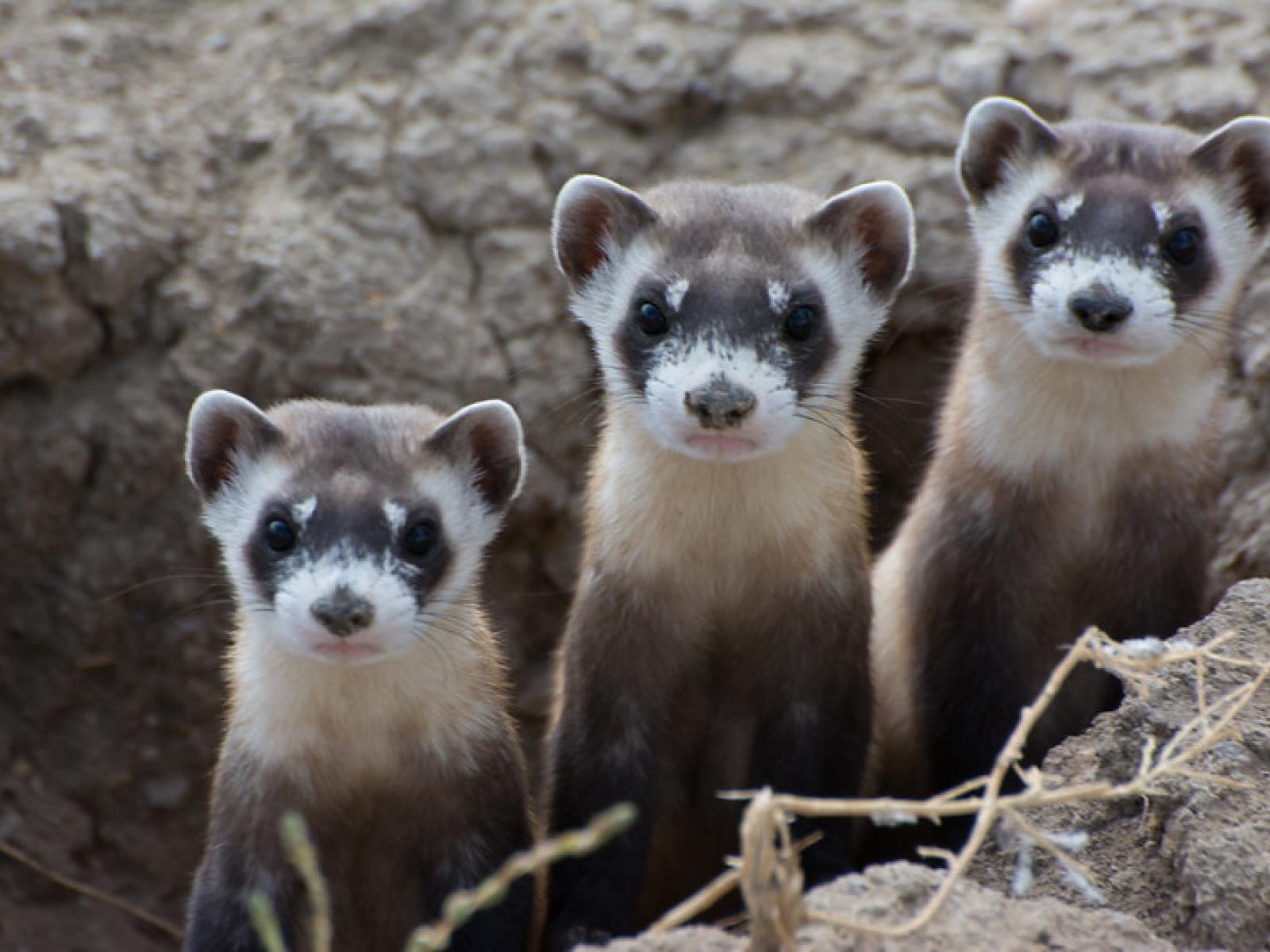 Black-footed ferrets