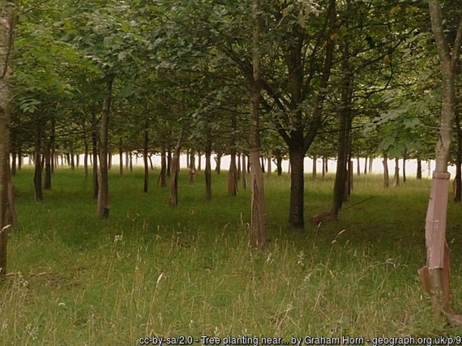 Young trees at Chieveley Young trees at Chieveley