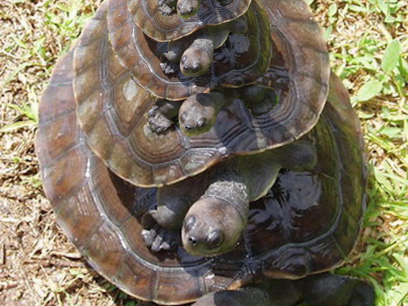 Turtles all the way down Turtles all the way down
